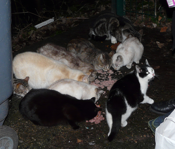 chat elancourt